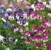 Dwarf Columbine Flower 50 Seeds - Free Shipping - $75.58 MXN