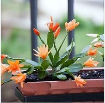 Hanging Schlumbergera Zygocactus Flores Christmas Cactus Plantas 100 Seeds - $11.79