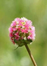 500 Seeds Salad Burnet Sanguisorba Minor Edible Greens Vegetable  Flower  - £7.64 GBP