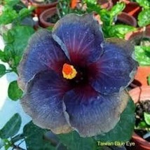 Best 25 Seeds Grey &amp; Blue Hibiscus Flowers Huge Blooms Planting Garden - £3.84 GBP