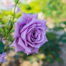 BS 10 Light Purple Rose Seeds Flower Bh Perennial Shrub Flowers Seeds 12... - $9.80