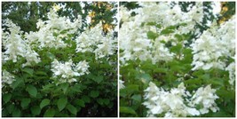 Hydrangea Paniculata &#39;white Lady&#39; - Starter Plant - 5-7 Inch -CUTBACK - HDY2 - £33.56 GBP