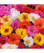 Hot 100 of Double Mix Moss Rose Seeds Bloom Perennial Flowers - £6.92 GBP
