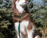 Siberian Spruce Waterproof Dog Leash Standard Length - $42.75