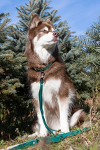 Siberian Spruce Waterproof Dog Leash Standard Length - £33.77 GBP