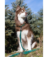 Siberian Spruce Waterproof Dog Leash Standard Length - £33.62 GBP