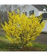 Witch Hazel Tree (Hamamelis Virginiana) Seeds Garden - $15.82