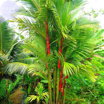 BELLFARM Lipstick Palm Cyrtostachys Renda Tree, 10 seeds, red sealing wax palm E - £3.50 GBP