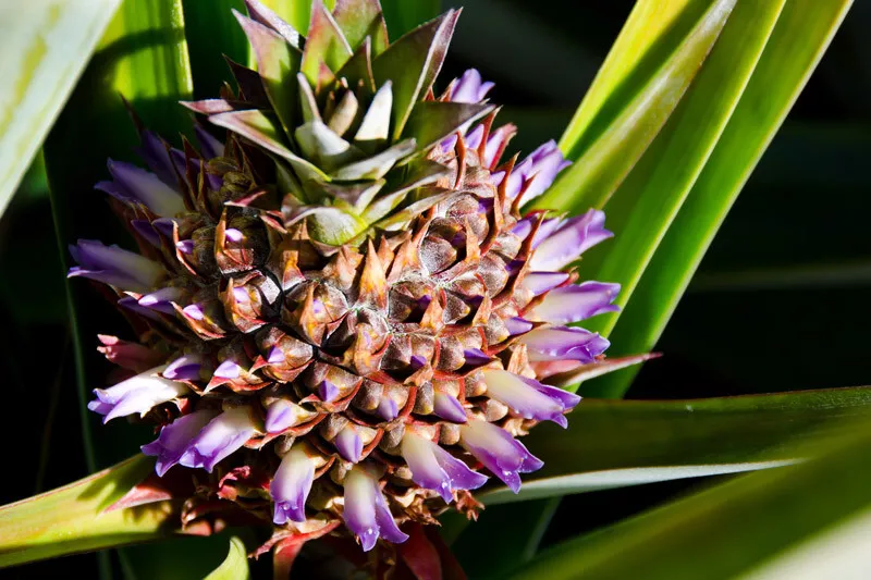 15 White Kauai Pineapple Seeds for Garden Planting - $5.48