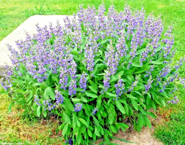 200+Culinary Broadleaf Sage Seeds Organic Native Herb Container Flowering Fresh - £5.88 GBP