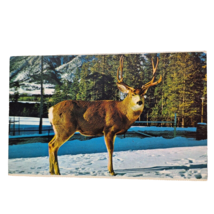 Postcard Canadian Rockies Buck Deer Snow Winter Canada Chrome Posted - £5.44 GBP