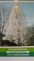 Cleveland Select Flowering Pear Tree Home Garden Plants Landscape Trees ... - $140.60
