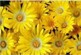100 Seeds Gelato Yellow Ice Plant Mesembryanthemum Daisy Livingstone Flower - £13.62 GBP