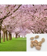 Pink Cherry Blossoms Tree Seeds Sakura -10/20/50 Packs-Same Day Shipping - €3,06 EUR+