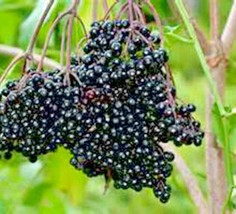 30 American Elderberry Seeds Shrub Bush Hedge Fruit Tree Green Fence Jam Jelly G - £7.91 GBP