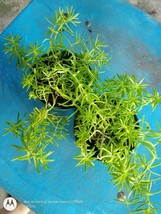 Succulents live plants free shipping, Tokyo Sun Succulent, Cacti, Cactos - £14.73 GBP