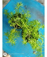 Succulents live plants free shipping, Tokyo Sun Succulent, Cacti, Cactos - $25.77 CAD