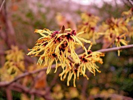 10 Mexican Witch Hazel Seeds Hamamelis Virginiana Mexicana USA Seller - $11.80