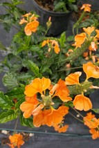 Live Plant Orange Crossandra, Outdoor/Indoor Plant, Houseplant - $24.95