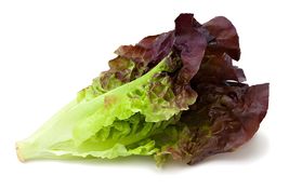 SKMO Red Romaine Lettuce Vegetable Heirloom 1000 Seeds Indoor Gardening - $9.10