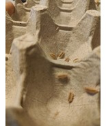 50 NEW Porcellionides pruinosus &#39;Pink&#39; Isopods. Free Shipping - $56.09
