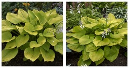 1 Live Potted Plant hosta AGE OF GOLD large big upright yellow 2.5&quot; pot  - £32.72 GBP