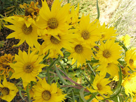 50 Variety Perennial Maximilian {Helianthus maximiliani} Sunflower Seeds - £3.09 GBP