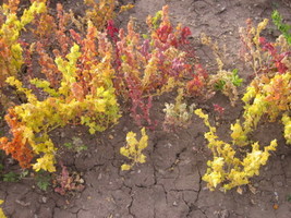 50 Canihua Seeds (Chenopodium Pallidicaule)     Fresh From US - £10.77 GBP