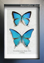 Sky Blue Hairstreak Pseudolycaena Damo PAIR Butterflies Entomology Shadowbox - £109.04 GBP