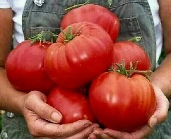 50 Seeds Crimson Cushion Beefs Tomato Juicy Tomatoe Vegetable Garden New... - £5.84 GBP