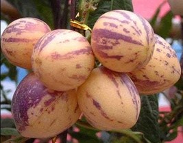 10 Pepino Melon Fruit Seeds Ew91010 Garden - $13.97