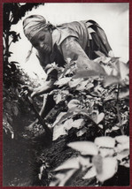 Press Photo Woman African Farm Nutrition Health Agriculture Blair Seitz - £17.28 GBP