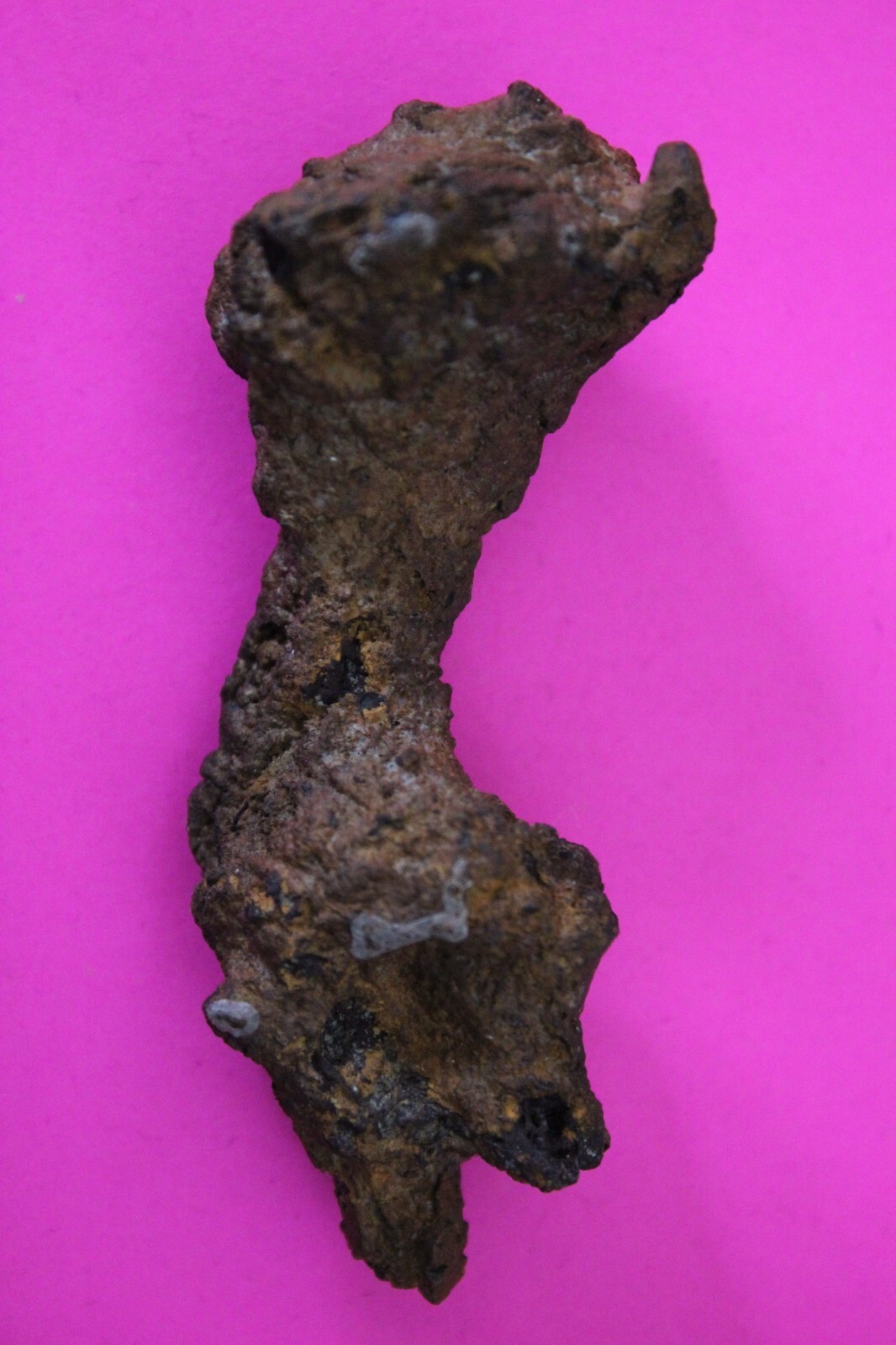 Giant Lizard Poop 5 Million Years Old Coprolite Genuine Fossil Dino Girl... - $29.99