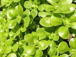 SR12Store Purslane Golden Seeds 300 Portulaca Sativa Herb Green Edible US Produc - £6.47 GBP