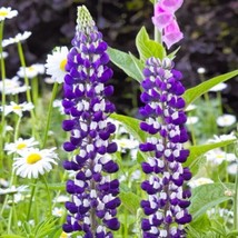 25 The Governor Lupine Seeds Flower Perennial Flowers Hardy Seed 1034 US... - $9.00