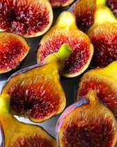 VP Fignomenal Fig (Ficus Carica) Lowest Price On The Internet- Edible Fruit!!! - £10.98 GBP