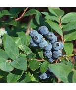 Jewel Blueberry Bush Jewel Southern Highbush Blueberry Live Blueberry Bu... - $47.50 CAD
