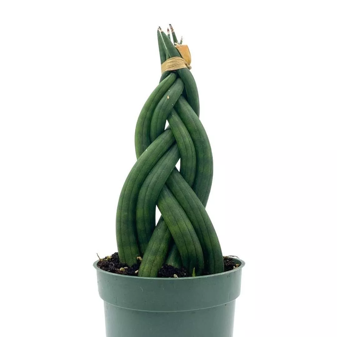 Braided African Spear Plant Cylindrical Snake Plant Spear sansevieria Twisted - £36.04 GBP