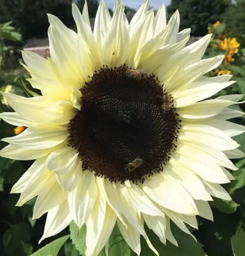 50+ ITALIAN WHITE SUNFLOWER Seeds for Garden Planting - €1,73 EUR