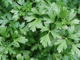 Italian Flat Leaf Parsley -50 seeds- Garden Herb -80 days- Aromatic Rich Green  - £3.19 GBP