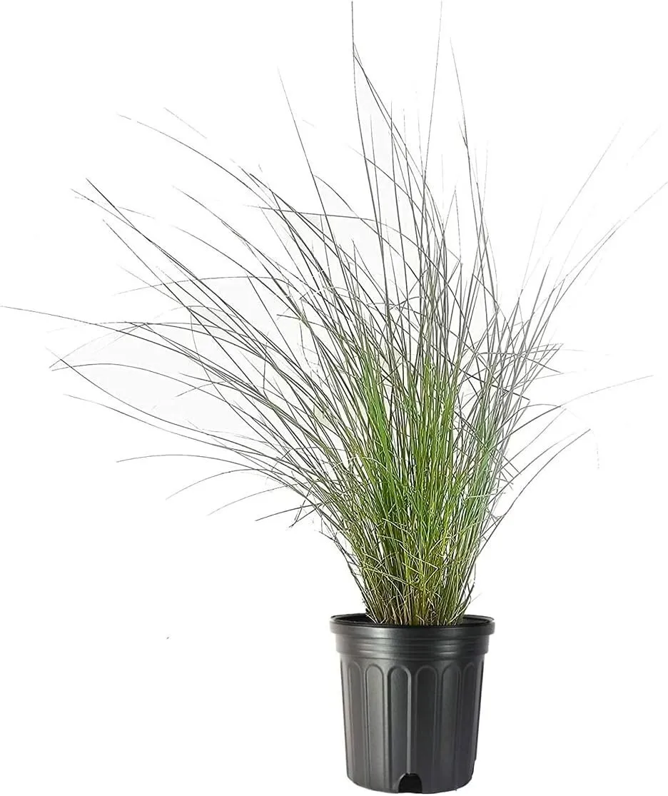 Muhly Grass Live Plants Muhlenbergia Capillaris - £51.00 GBP