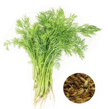 PWO Fresh Perennial Herb Plant PWO Fresh And Green Organic Bonsa With A Special  - £2.65 GBP