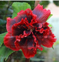 100 pcs Giant Double Hibiscus Seeds FRESH SEEDS - £4.47 GBP