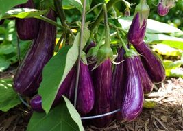Long Purple Italian Eggplant Seeds, Fingerling, NON-GMO, FREE SHIPPING - $35.53 MXN+