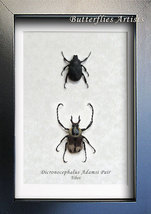 Amazing Reindeer Dicronocephalus Adamsi PAIR Real Beetles Entomology Sha... - $84.99