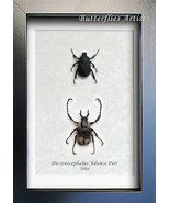 Amazing Reindeer Dicronocephalus Adamsi PAIR Real Beetles Entomology Sha... - $115.73 CAD