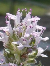 50 seeds Thymus Serpyllum Magic Carpet Thyme Flower Herb Perennial Quick Bloom H - $8.35