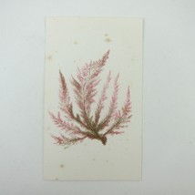 Antique Art Print Seaweed Marine Botanical Album Card Red &amp; Green 5 - $5.99