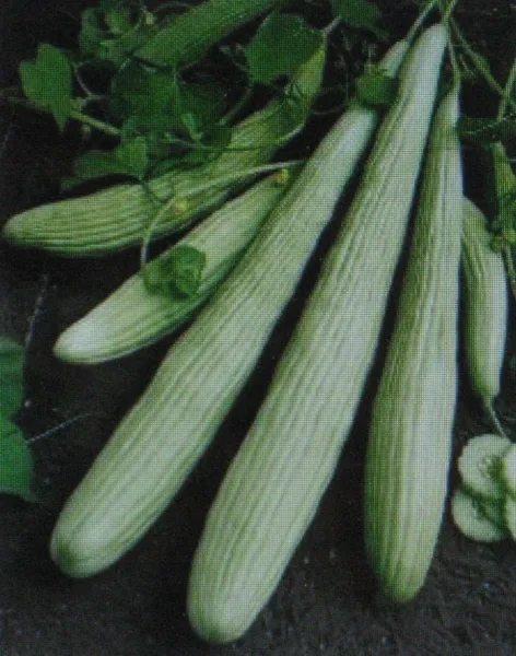 Cucumber American Yard Long 25 Seeds - $6.94