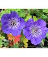 25 Azure Rush Geranium Seeds - $157.68 MXN